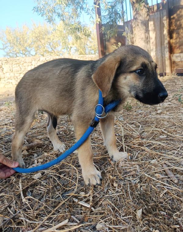Egon dolce cucciolo 3 mesi Foto 5